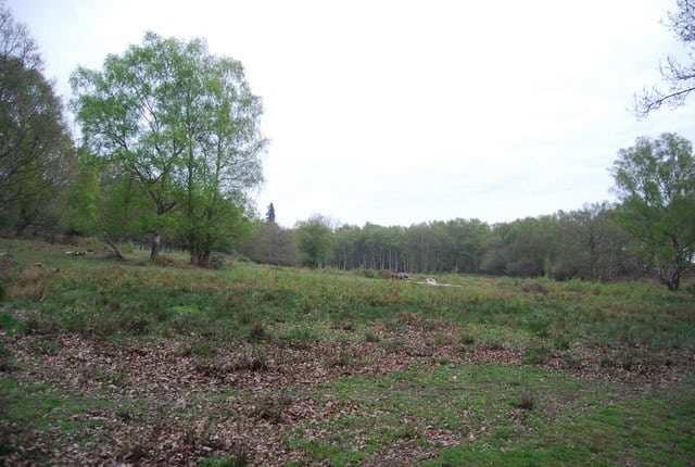 Heathland trail at Hothfield Heathlands, Kent