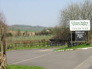 Vineyard rows in the Kent countryside near Ashford