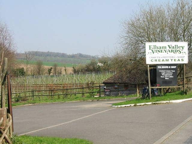 Vineyard rows in the Kent countryside near Ashford